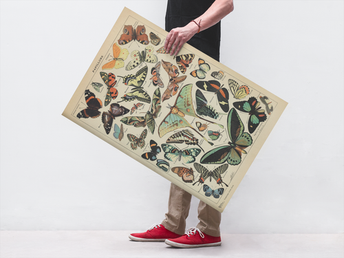 Butterfly Vintage Papillons Insect Art Print Poster 12x18