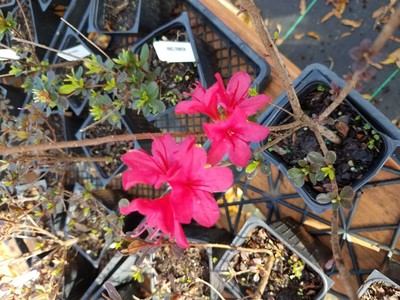 Azalea, Hino Crimson, red flowers, good for bonsai