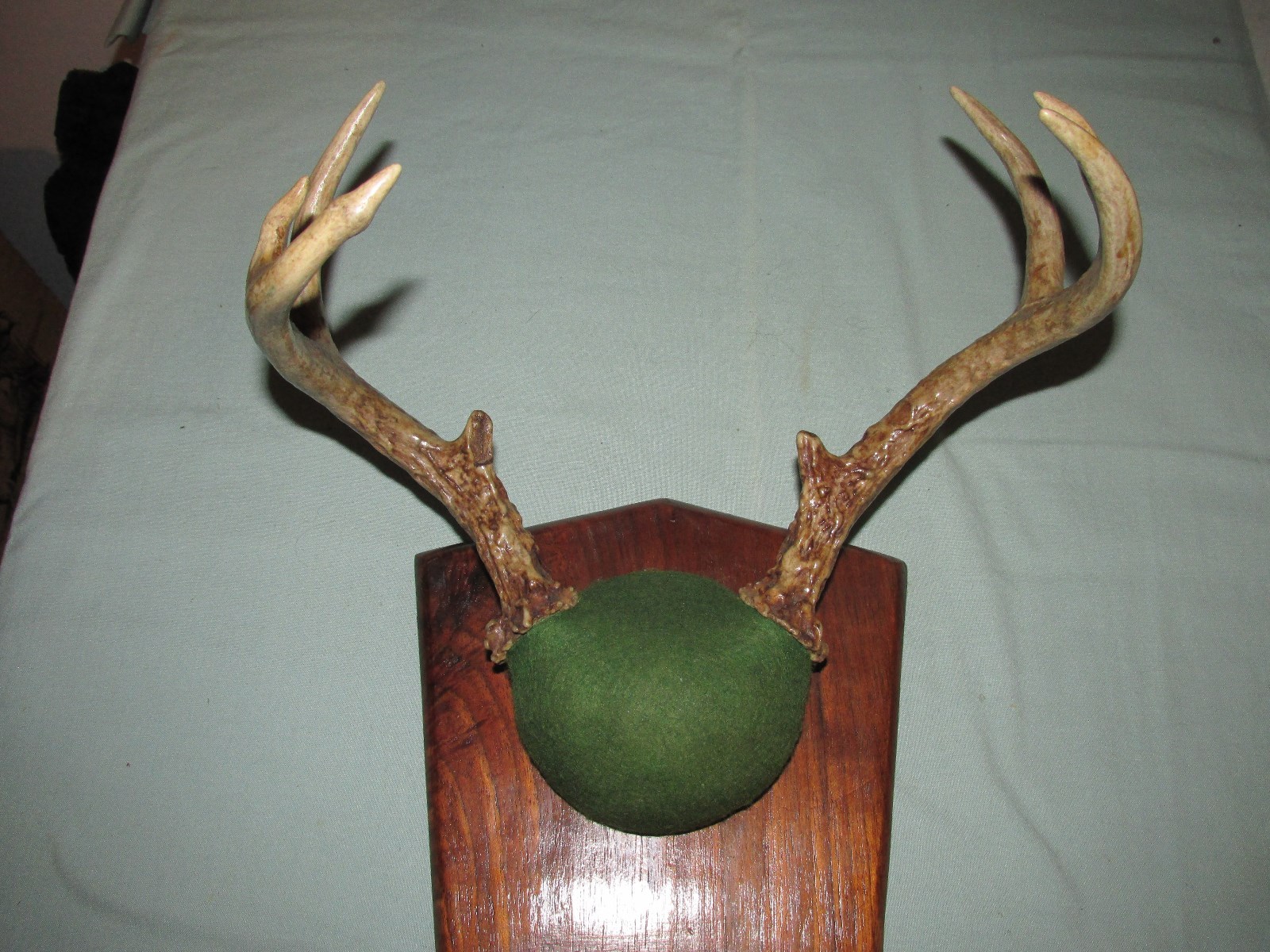 WHITETAIL ANTLER DEER MOUNT TAXIDERMY RACK 8 POINTER
