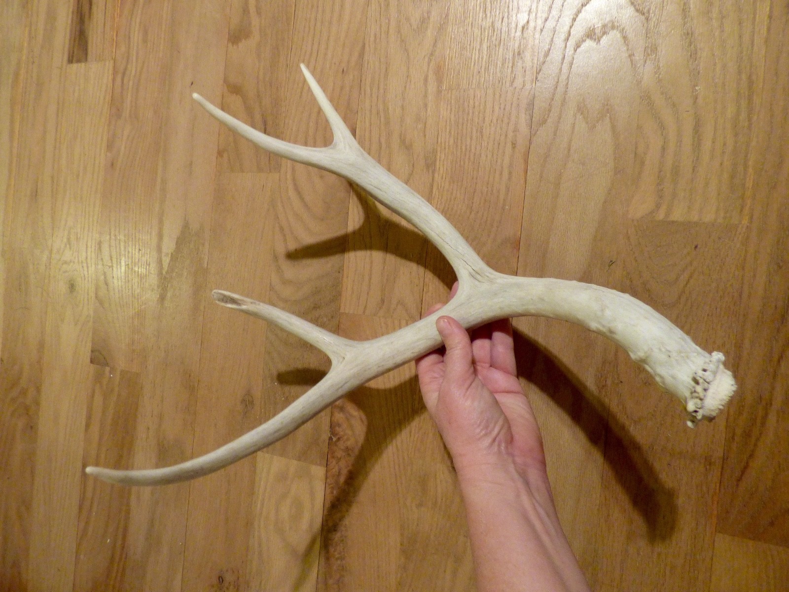 Mule deer shed antler horn whitetail knife decor 4 point chew