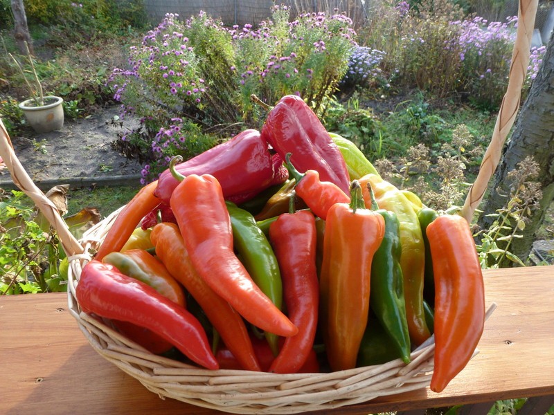 Bulgarische Paprika  Spitzpaprika , Samenechtes Saatgut Aus Eigenproduktion