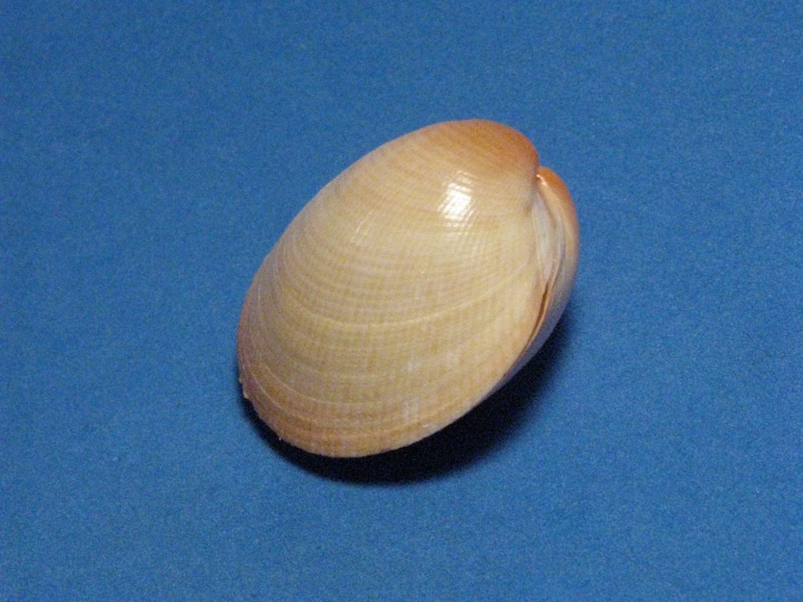 Fulvia subquadrata (Vidal & Kirkendale, 2007) 