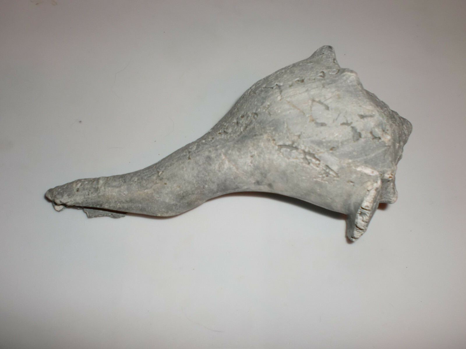 Unusual Fossil Ocean Conch Sea Shell Nautical Beach Stone Grey Petrified 6