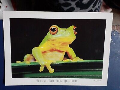 red eyed tree frog australia postcard