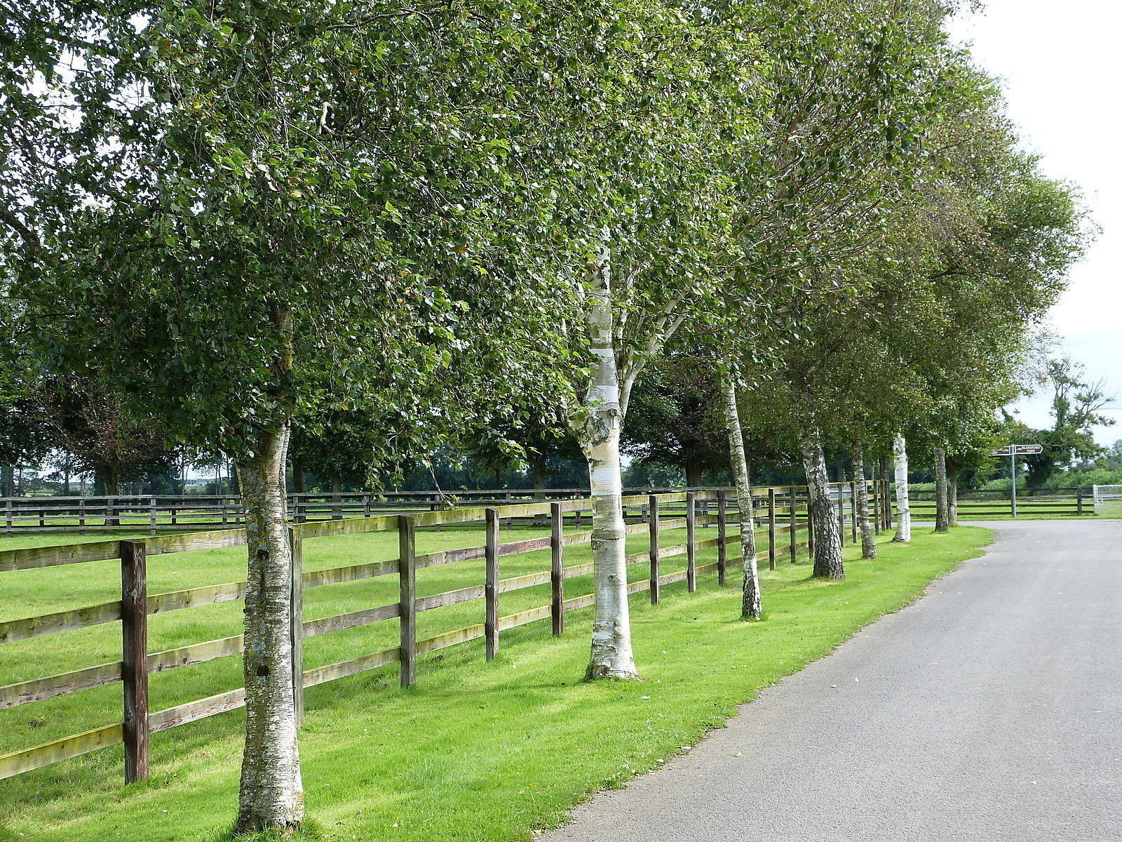 3 Silver Birch 56ft Stunning Mature Specimen Trees, Betula Pendula eBay