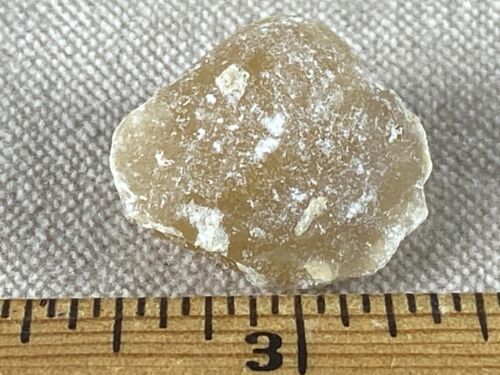 Calcite Replacing Whole Fossil Clam - Ancient Florida Coral Reef 