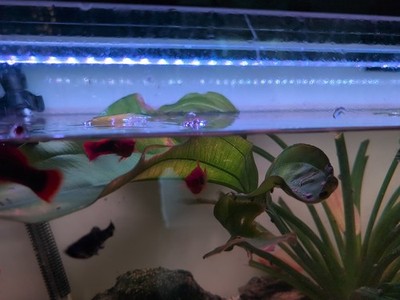 Artikelfoto(s) von einem verifizierten Käufer