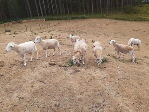 Self Shedding Sheep | Livestock | Gumtree Australia Waratah Area