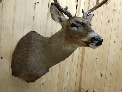 BEAUTIFUL  WHITETAIL DEER MOUNT NO ANTLERS HORNS CABIN MOUNT TAXIDERMY DIY