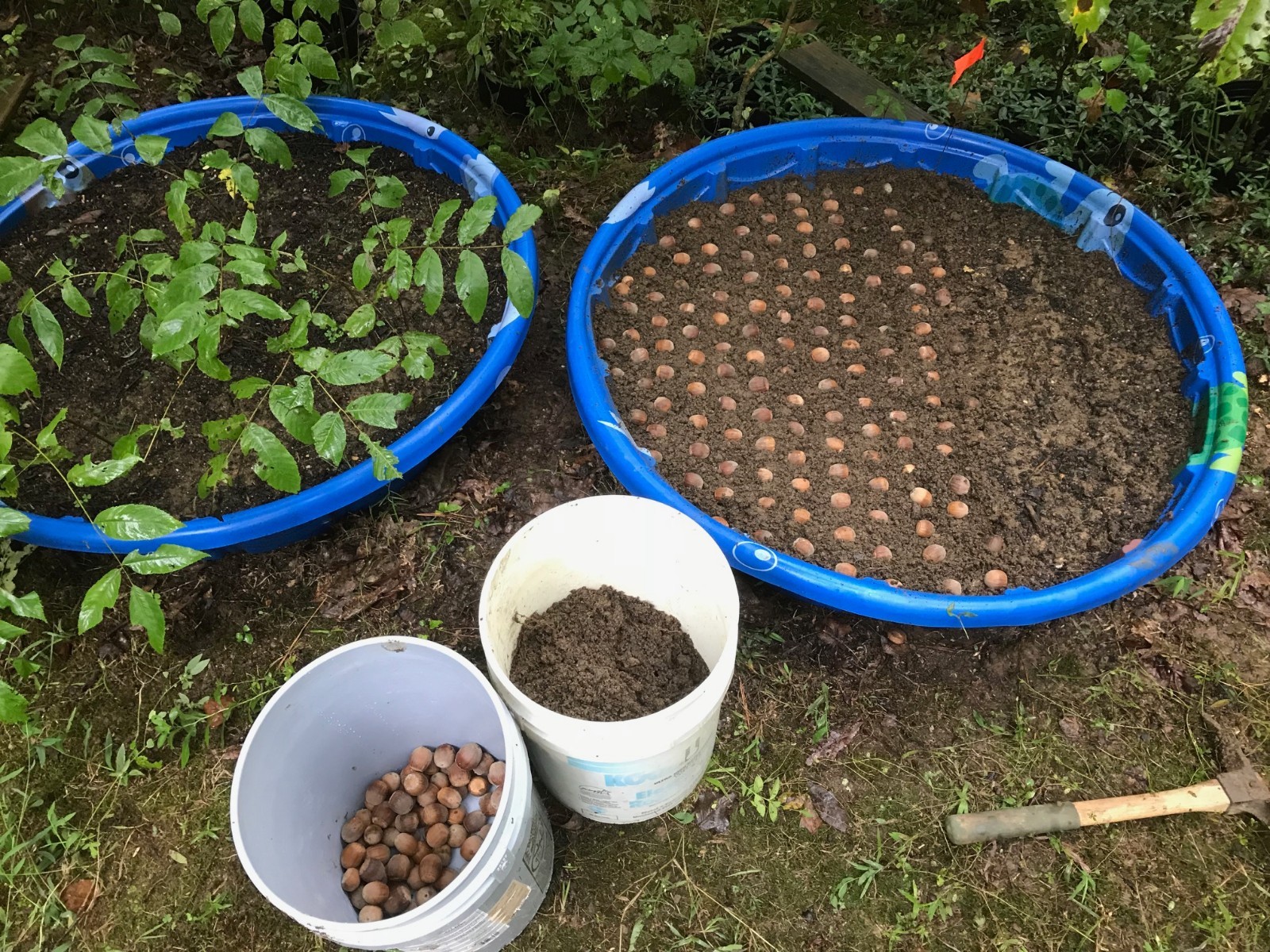 One Black Walnut  (Juglan Nigra) tree 12