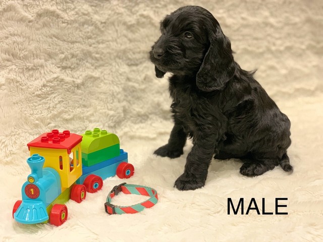 spoodle puppies for sale gumtree