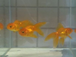 Ryukin For Sale Aquariumfish Net