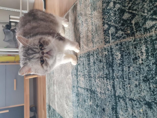 exotic shorthair kittens for sale gumtree