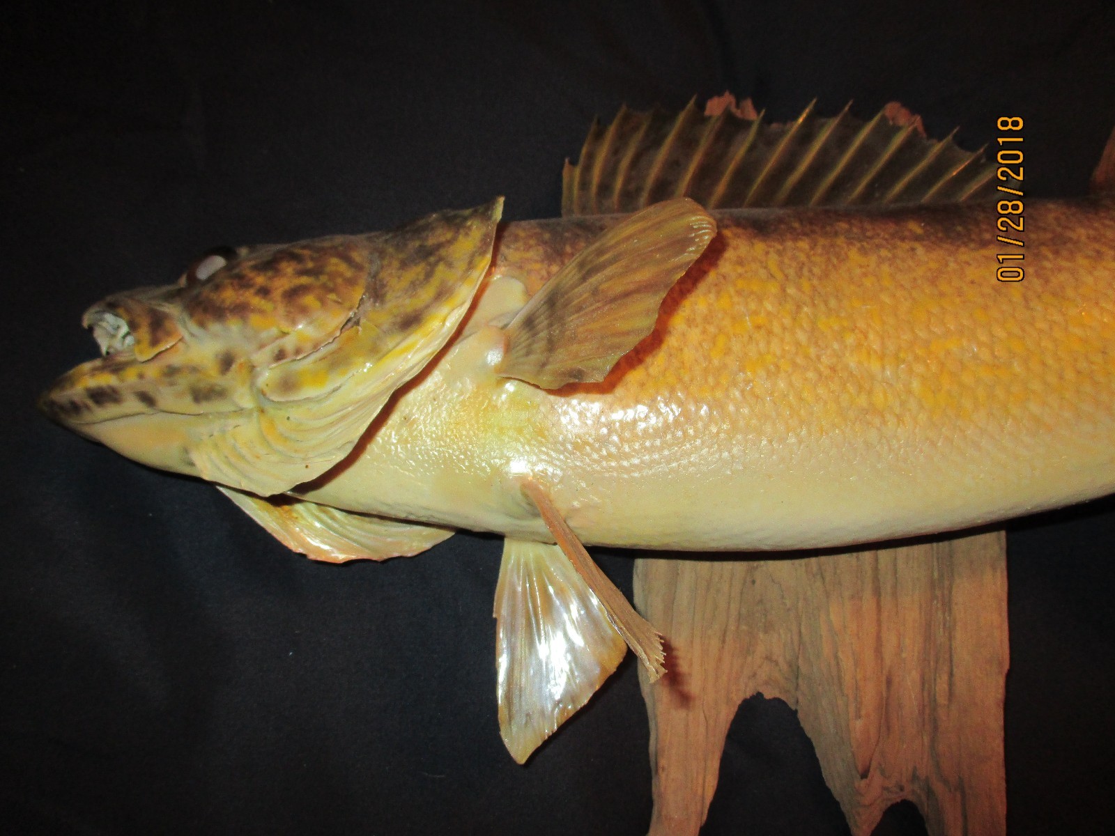 Walleye Taxidermy Fish Mount Nice 21