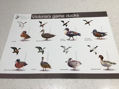 HUNTING POSTER, GUNS RIFLES BULLETS BERETTA TIKKA WINCHESTER SPIKA 4x4 ARB TJM2