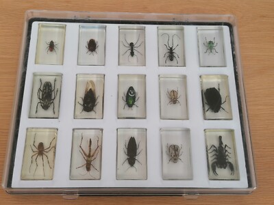 15 National Geographic Bugs In Resin In See Through Case. 