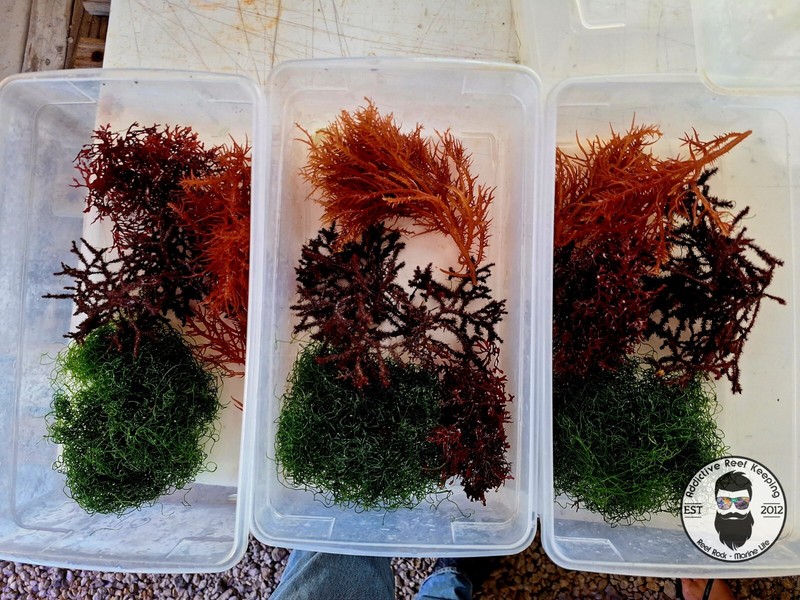 Macro Algae Variety Pack- Aquarium Grown- 5 Frags- Mix of