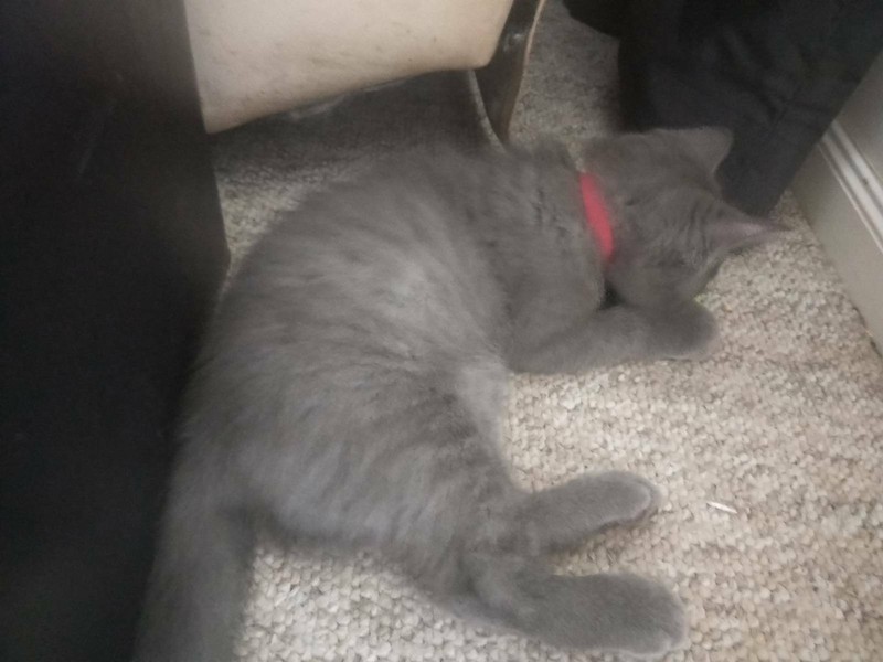 Ragdoll X British Short Hair Cats Kittens Gumtree Australia