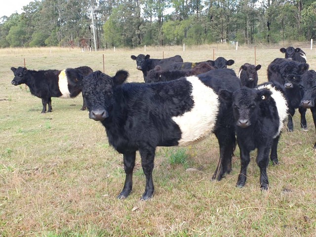 Miniature Belted Galloway Lowline Angus Cattle Livestock Gumtree 