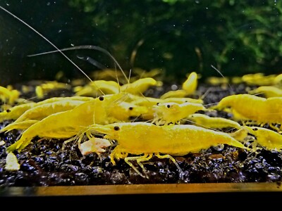10x to 40x - Yellow Shrimp - Neon Golden Back - Neocaridina - LIVE