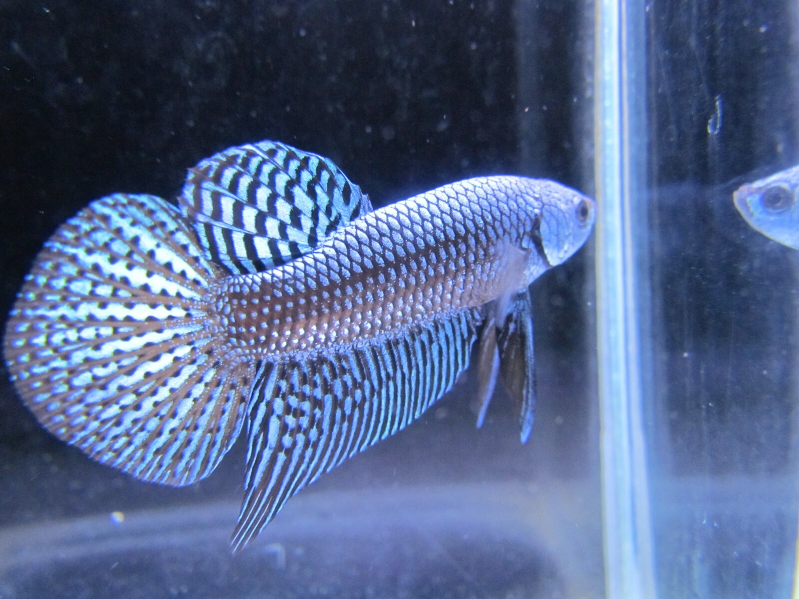 wild type betta for sale