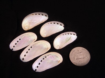 abalone shells 1"- 1 1/2" haliotis asinina donkeys ear