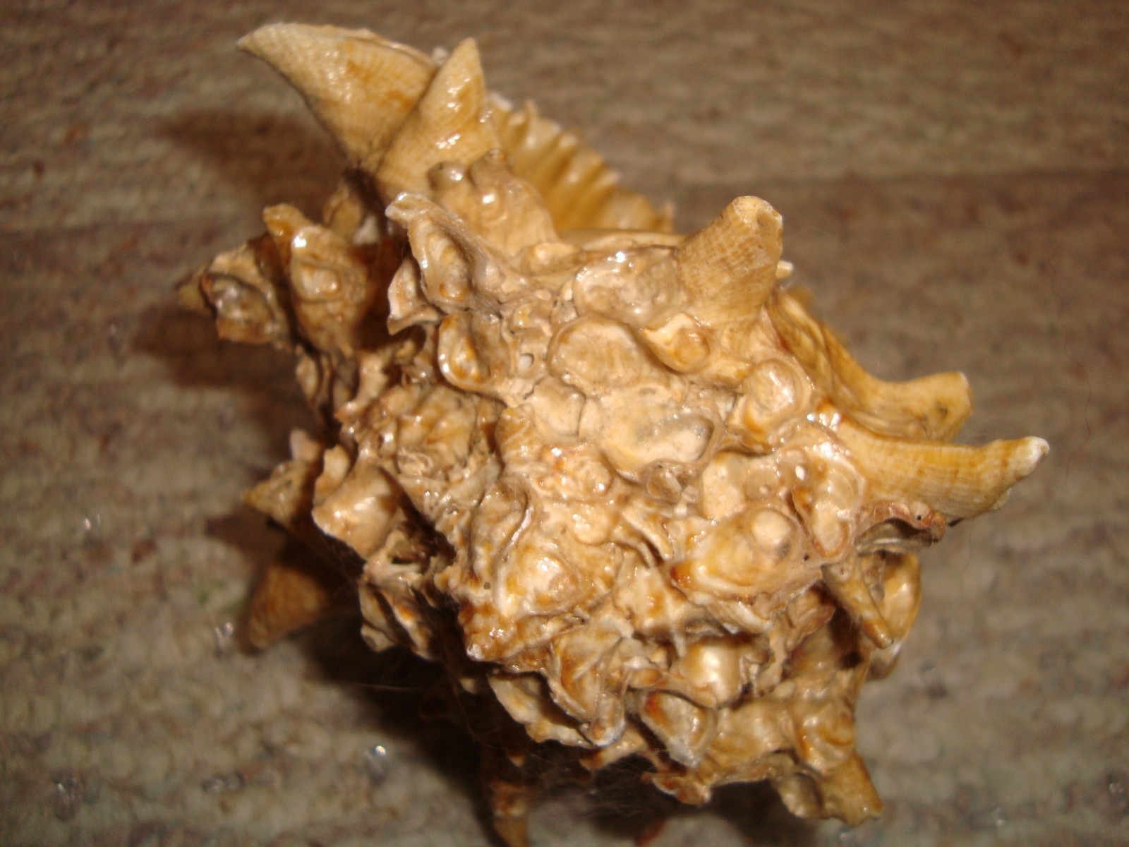 Murex Florida Gulf Coast Cape Sand Blas Seashell