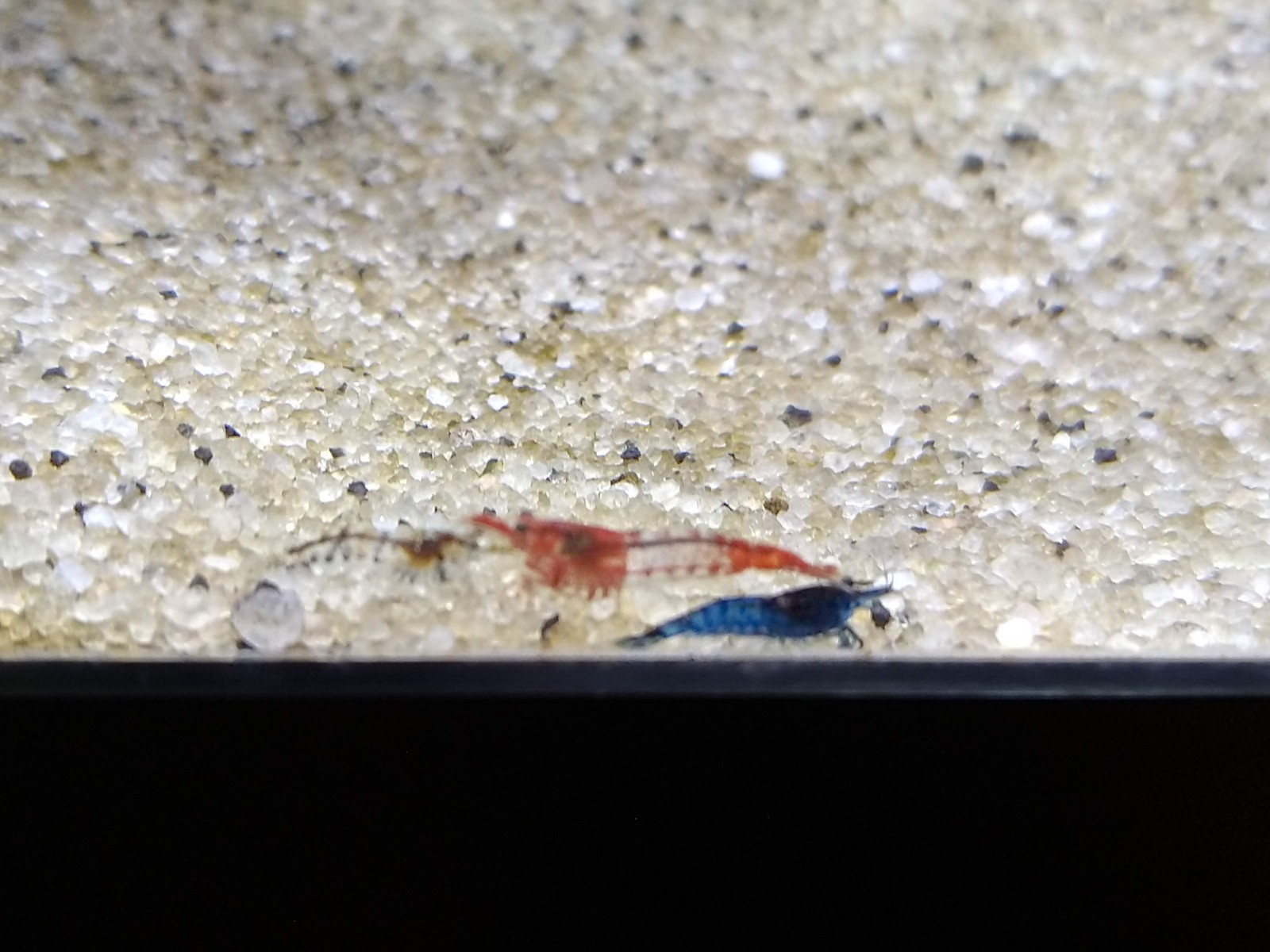 Freshwater Cherry shrimp, Amano Shrimp, and Hybrid Shrimp - VARIETY BUNDLE OF 5