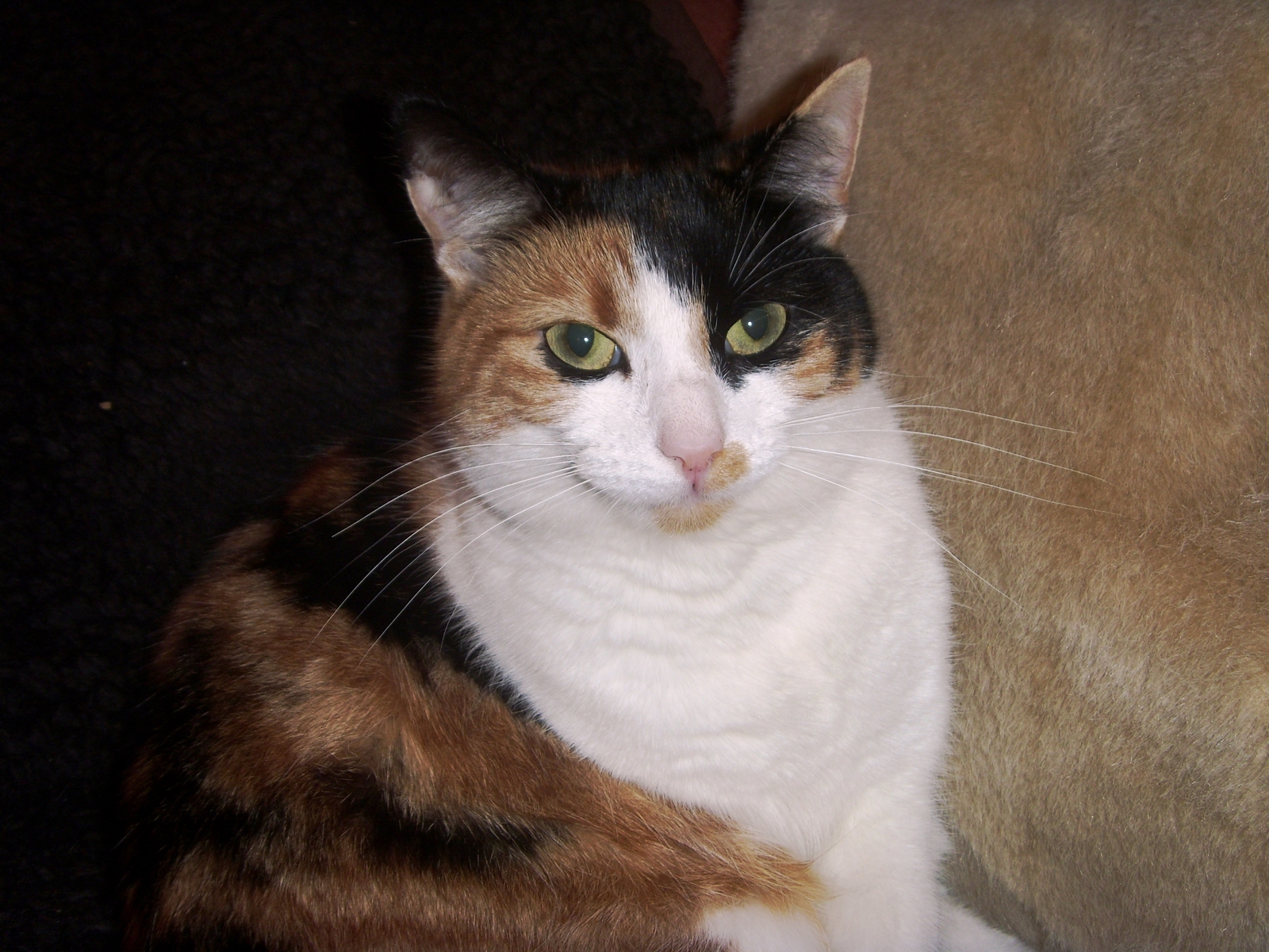 1.5kg James Wellbeloved Hairball Natural Adult Dry Cat Food Biscuits