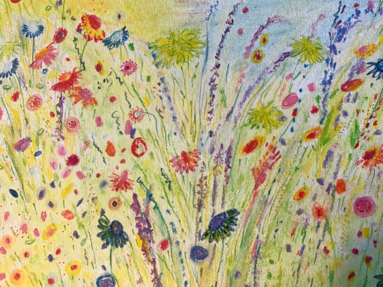 Field of Flowers original watercolour pencil drawing artist Fiona