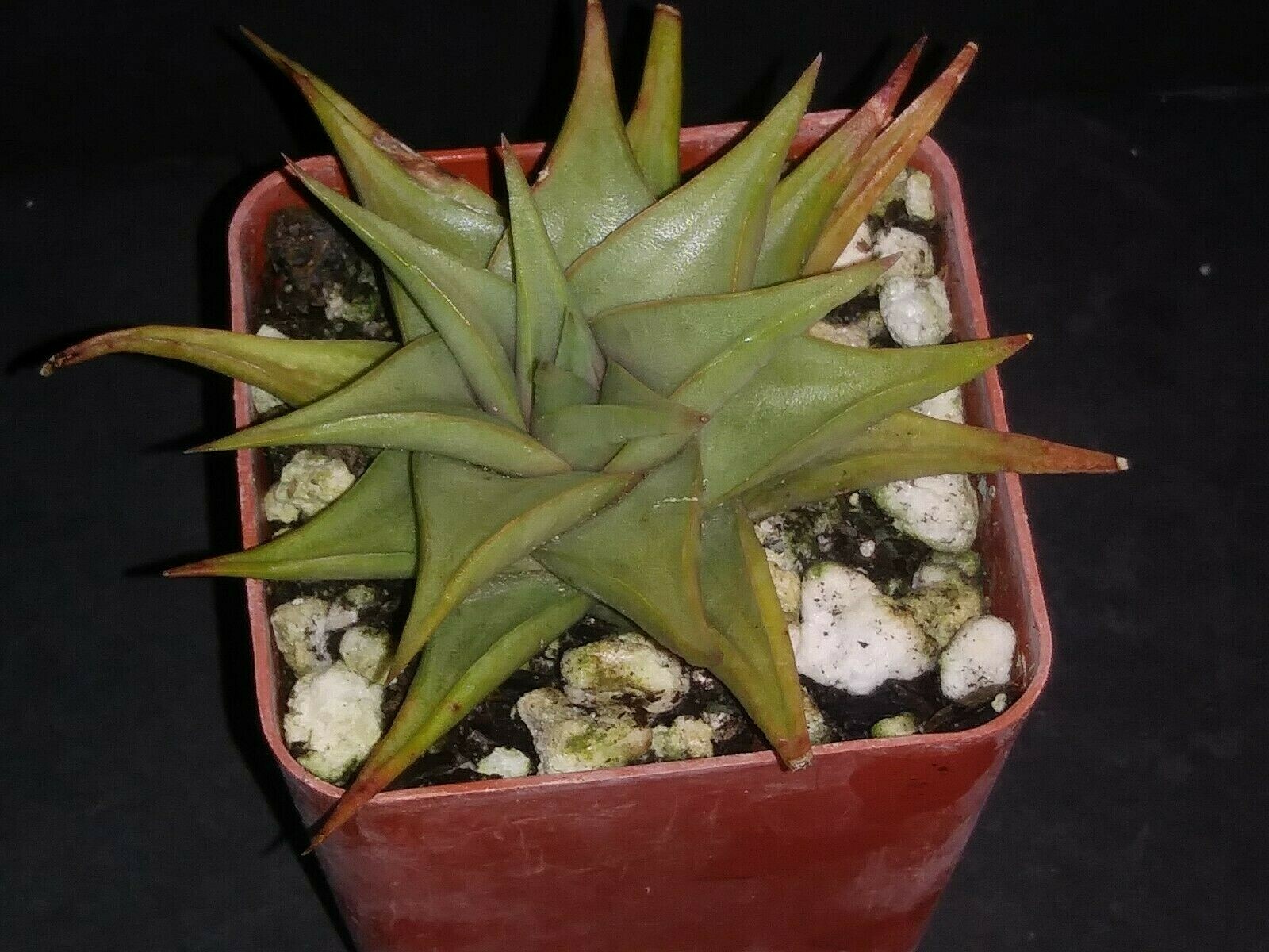 Haworthia limifolia v. glaucophylla  rare exotic succulent