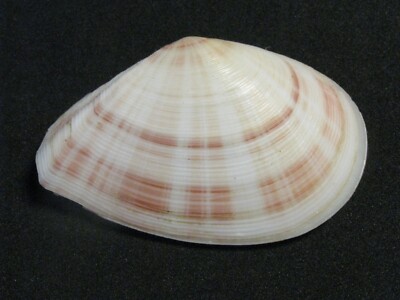 Tellina radiata Linnaeus, 1758 ''SUN-RAY CLAM'' (53.9mm)