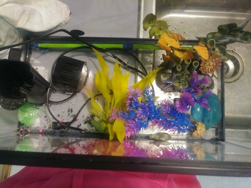 10 gallon fish tank