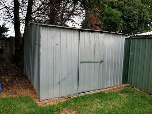 hardy hydrangea large garden flower plant producing