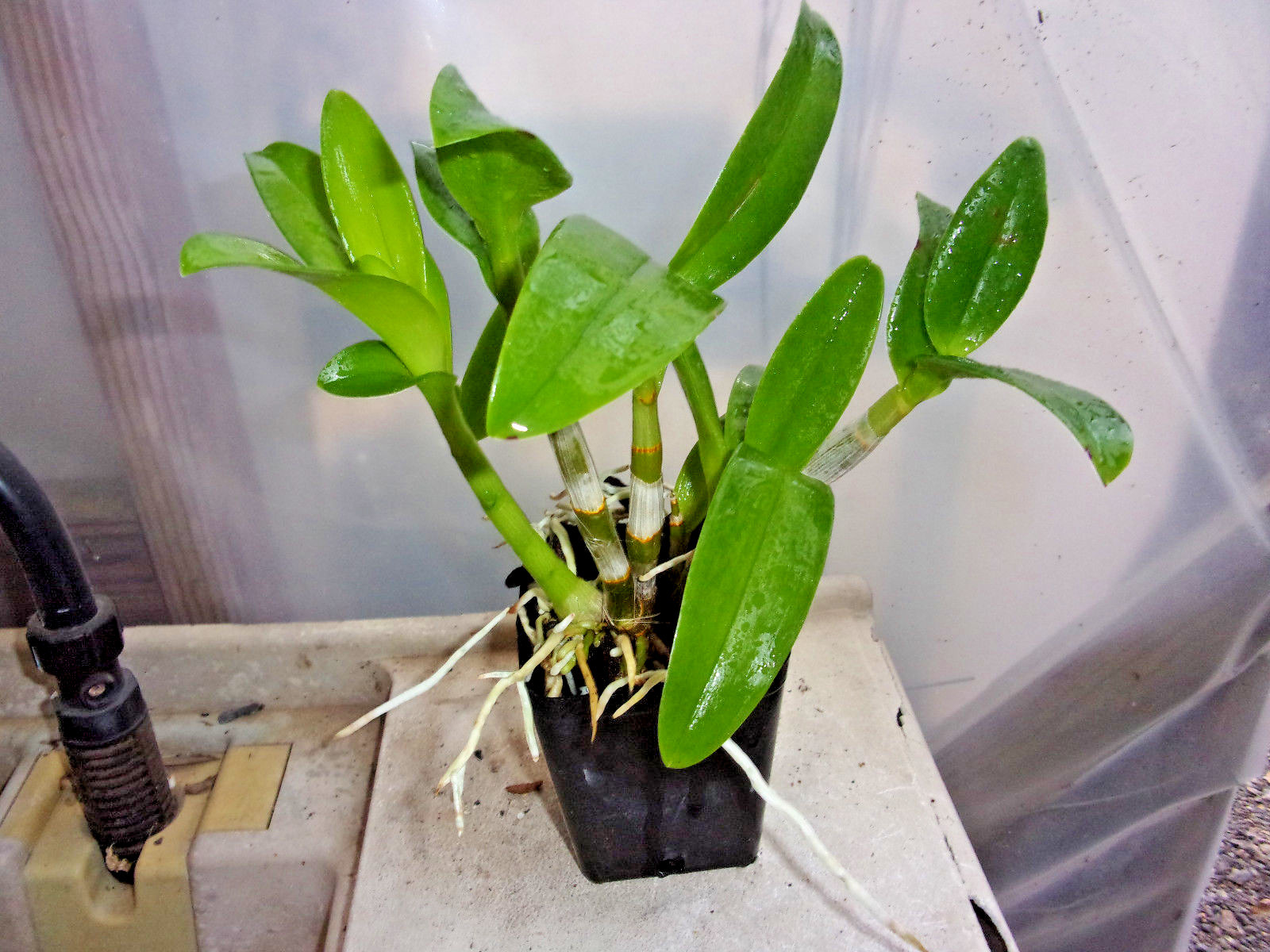 BROMLADY ORCHID  DEN THONGCHAI GOLD   BLOOMING SIZED   6 psuedo bulbs