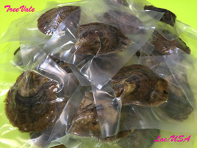 Bulk Akoya Oysters with Large Pearls