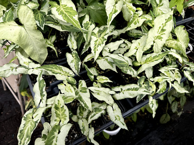 Syngonium Three Kings - Magic Marble- Jade Ghost - Variegated