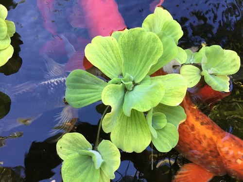Water Hyacinth - Floating Live Pond Plants - Aqua Leaf Aquatics