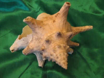 LOT TWO Ocean Sea Shells Small Conch & another ocean Shell Fun Ocean Decor
