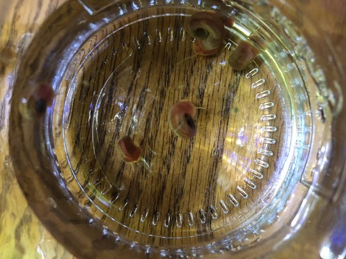 5+ Red Ramshorn Snails Breeding Age