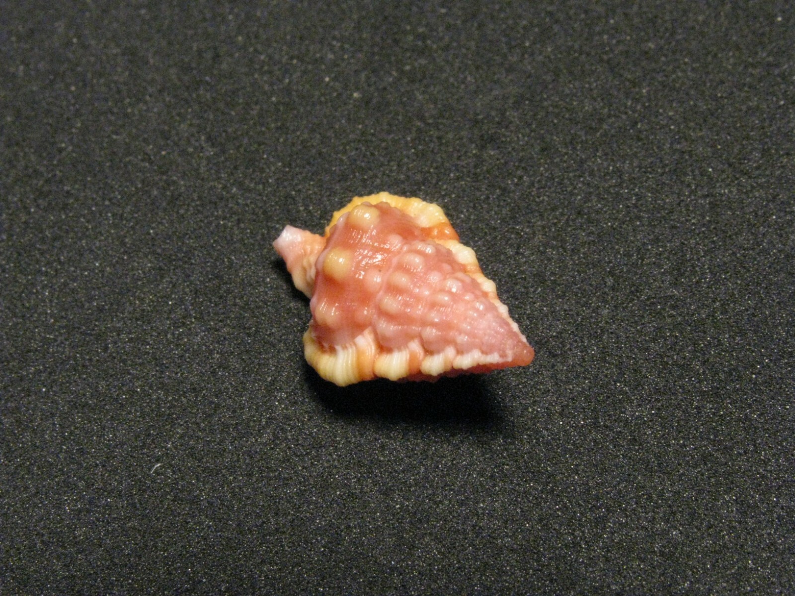 Gyrineum roseum (Reeve, L.A., 1844) 