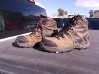 irish setter 83602