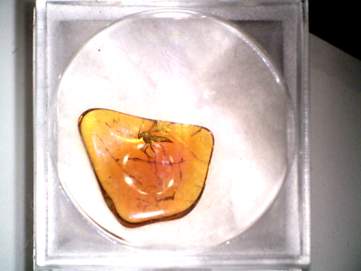 Baltic Amber Fossil W Insect Inclusion In Display Box. Gift Idea