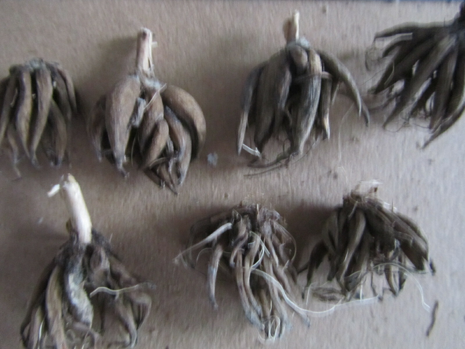 7 Ranunculus Tecolote flower bulbs  Mix Double