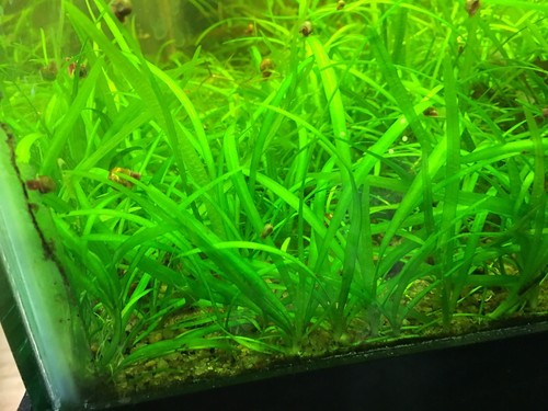 20 X Dwarf Sagittaria Easy Beginner Foreground Plant Carpet FREE SHIPPING!!!