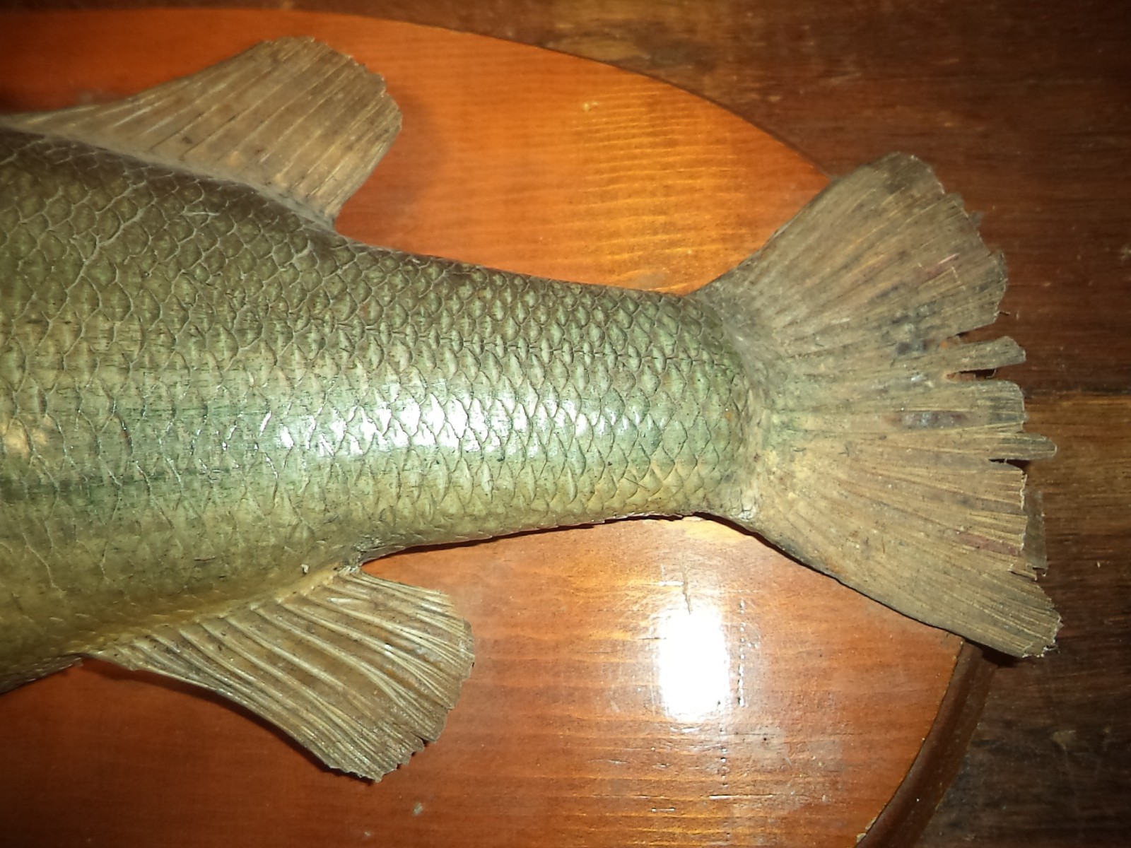 VIntage Primitive Cabin Taxidermy Taxidermied Fish Fishing Hunting PA Barn Find