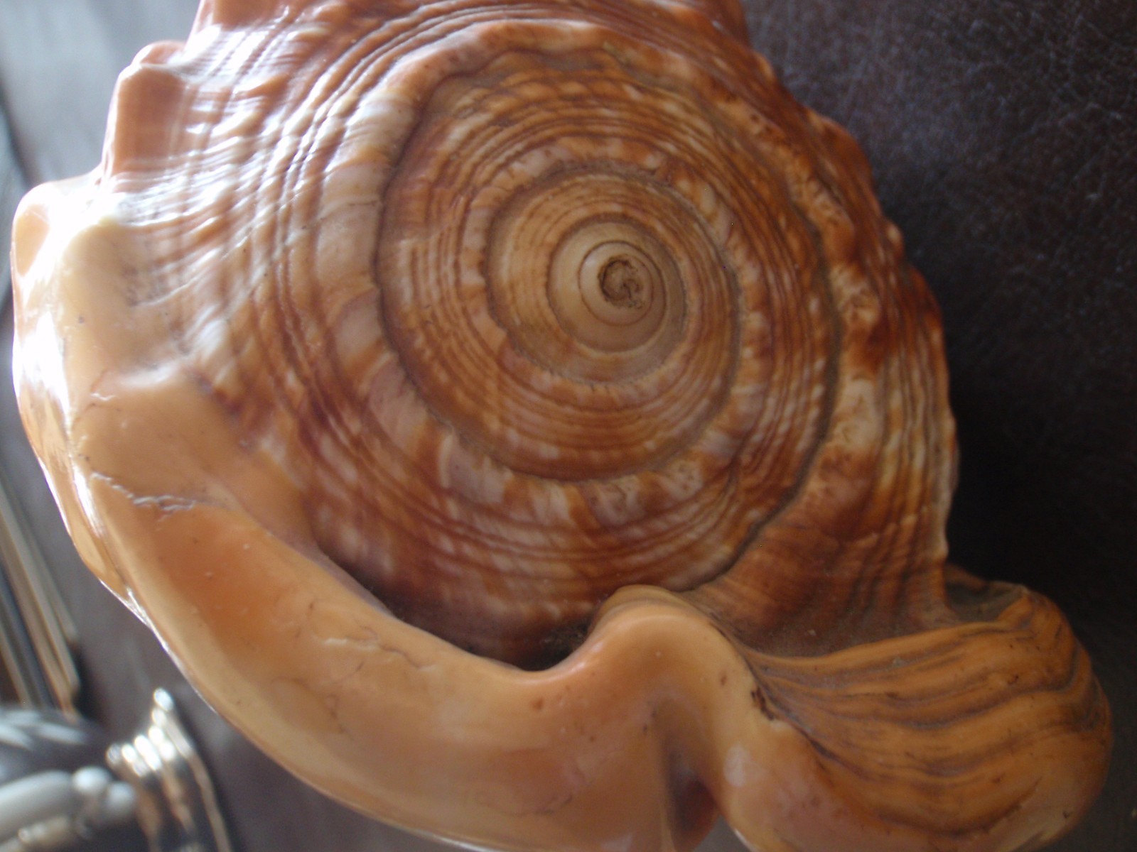 Vintage conch shell--listen to the sea!