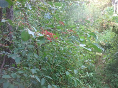 VIBURNUM ICHANGENSE  - STARTER PLANT - DORMANT