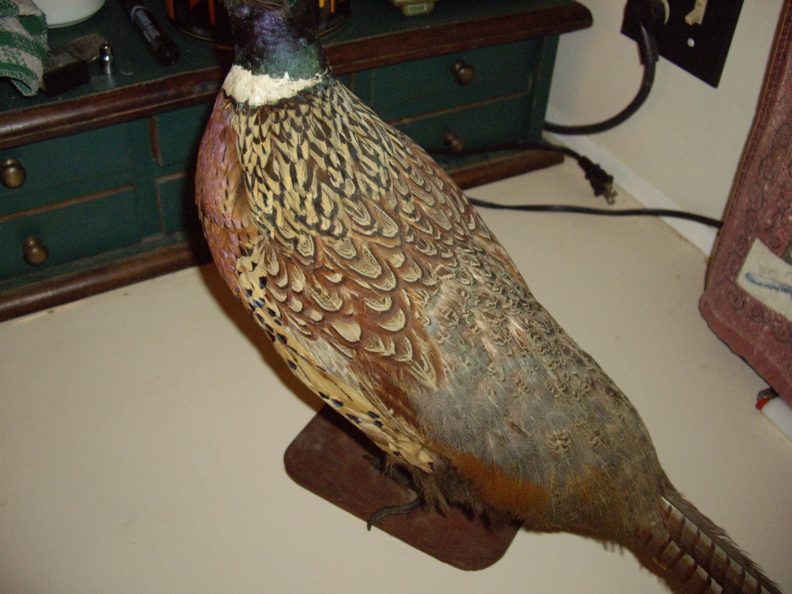 Ringneck Pheasant Taxidermy Bird Mounted Hunting Decor