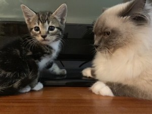 Ragdoll Cross Domestic Longhair 2 Little Boys Left Cats